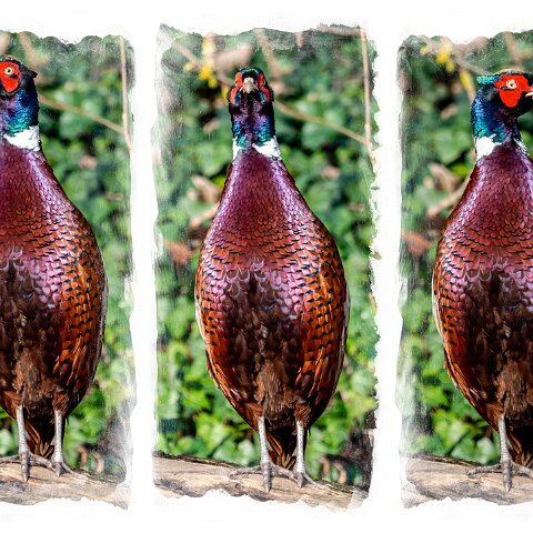 2-Pheasant