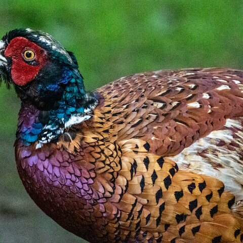 Pheasant-4