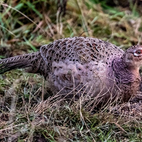 Pheasant-7