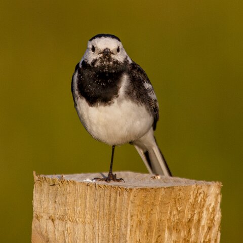 Pied-Wagtail-1