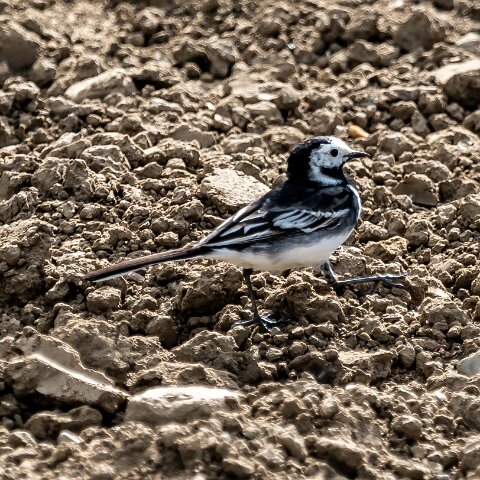 Pied-Wagtail-10
