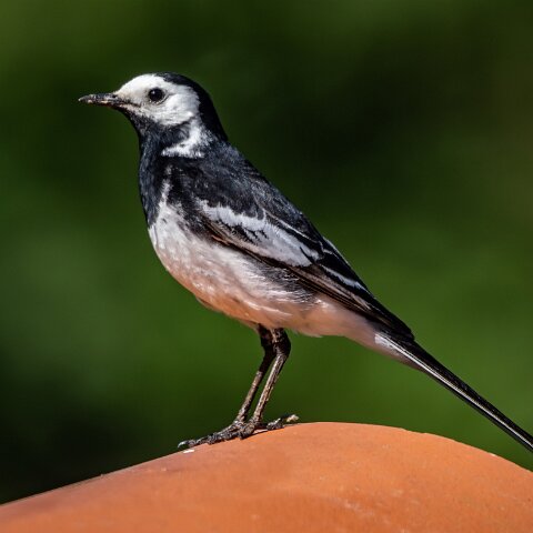 Pied-Wagtail-11