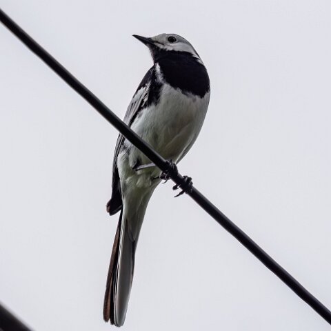Pied-Wagtail-12