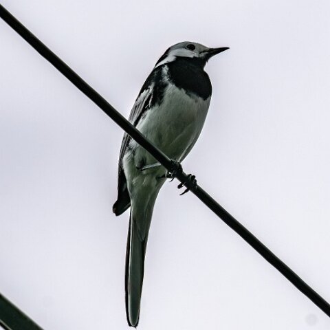 Pied-Wagtail-15