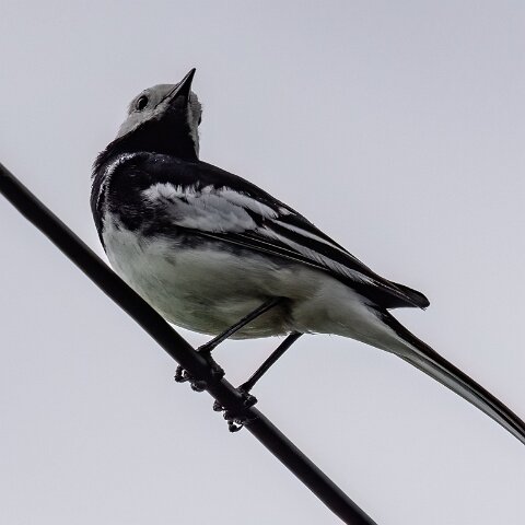 Pied-Wagtail-16