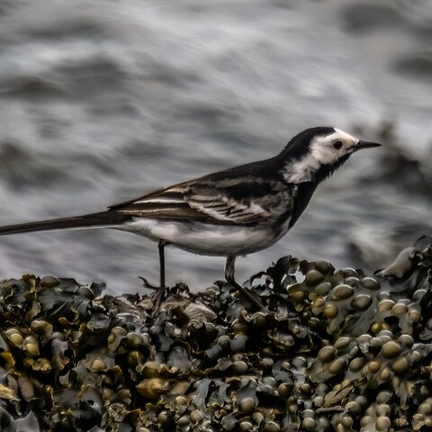 Pied-Wagtail-18