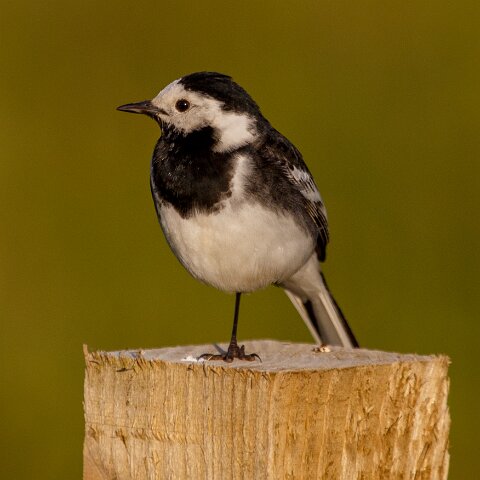 Pied-Wagtail-2