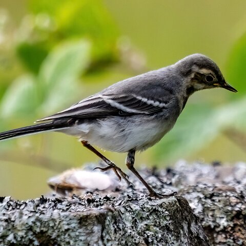 Pied-Wagtail-20