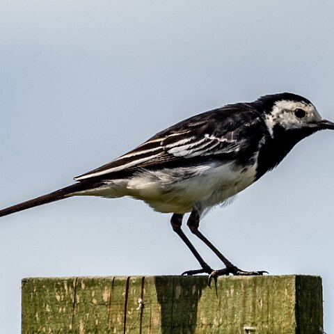 Pied-Wagtail-3