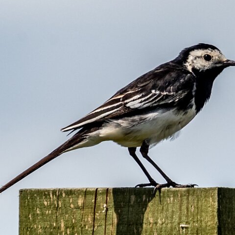 Pied-Wagtail-4