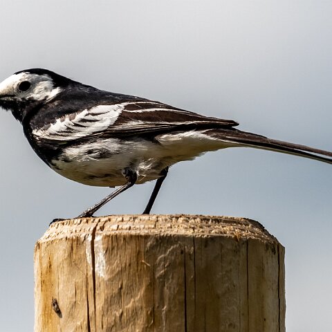 Pied-Wagtail-5