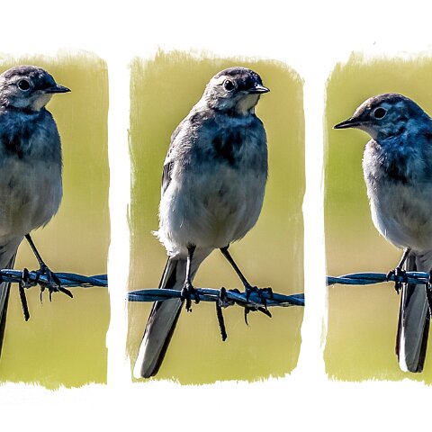 Pied-Wagtail-6