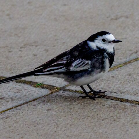 Pied-Wagtail-7