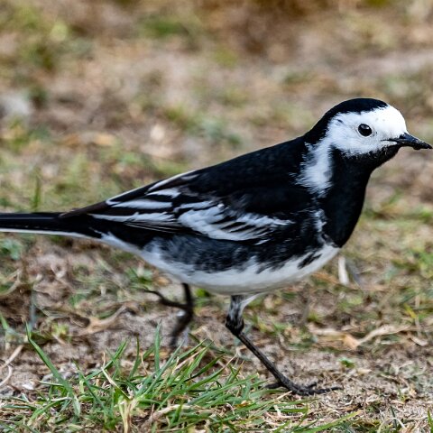 Pied-Wagtail-8