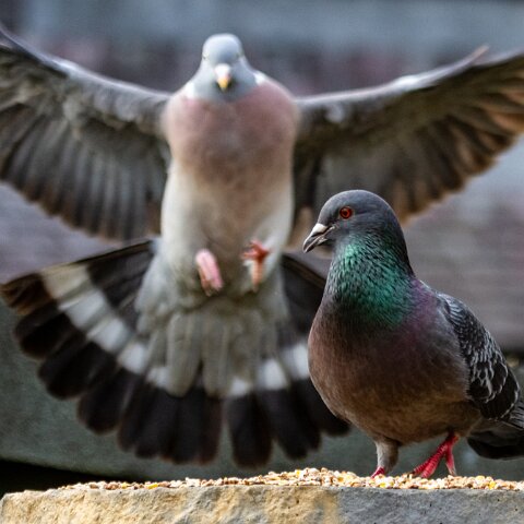 Pigeon-10