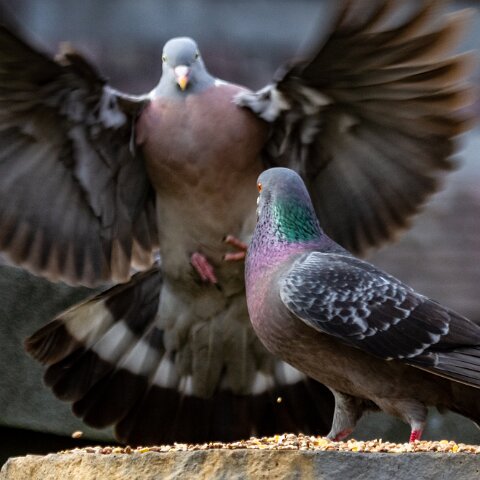 Pigeon-11
