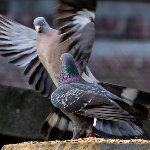 Pigeon-12