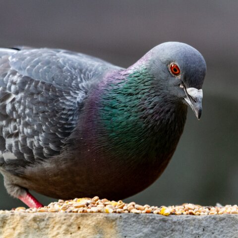 Pigeon-13