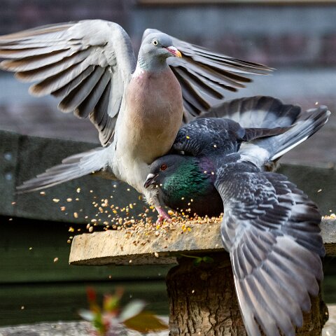 Pigeon-14