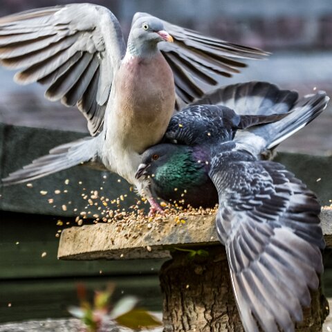 Pigeon-15