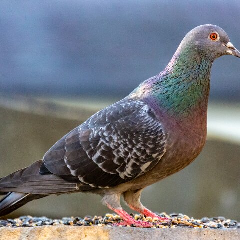 Pigeon-16