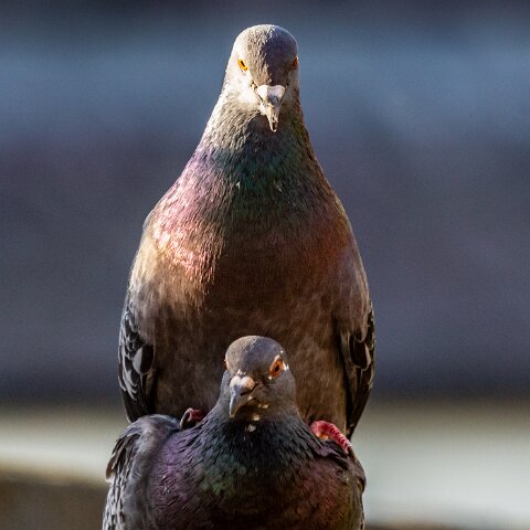 Pigeon-17