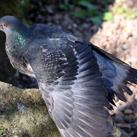 Pigeon-2