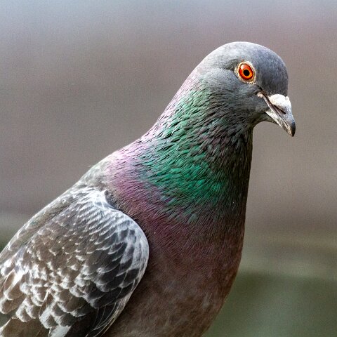 Pigeon-3