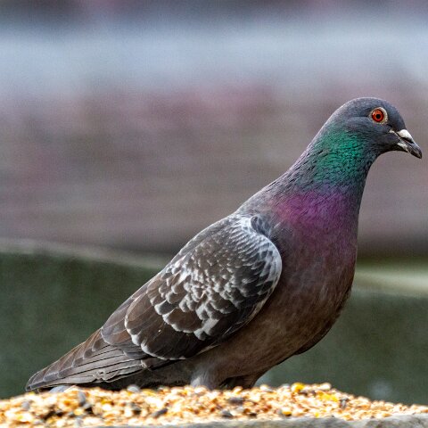 Pigeon-4