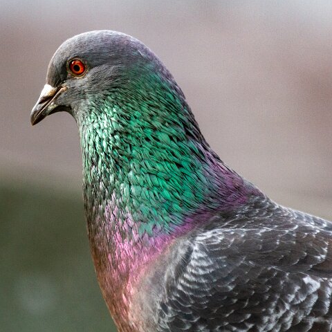 Pigeon-5