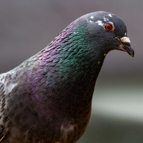 Pigeon-6