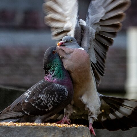 Pigeon-7