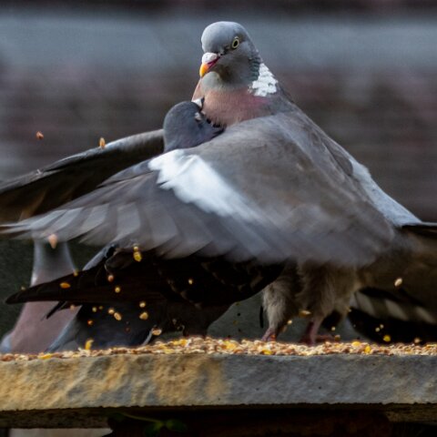 Pigeon-9