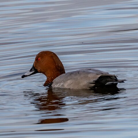Pochard-1