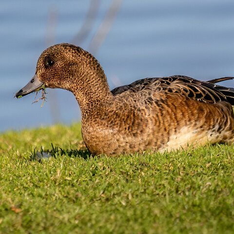 Pochard-10