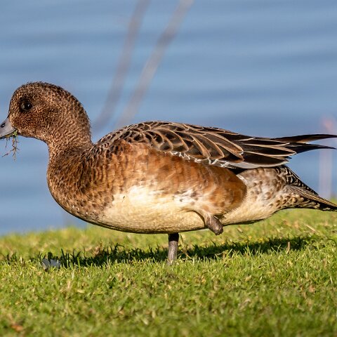 Pochard-12