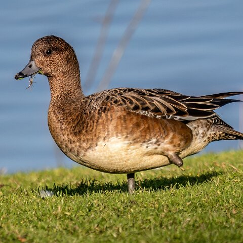 Pochard-13