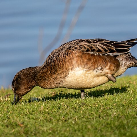 Pochard-14