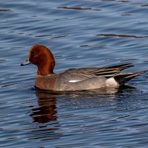 Pochard-16