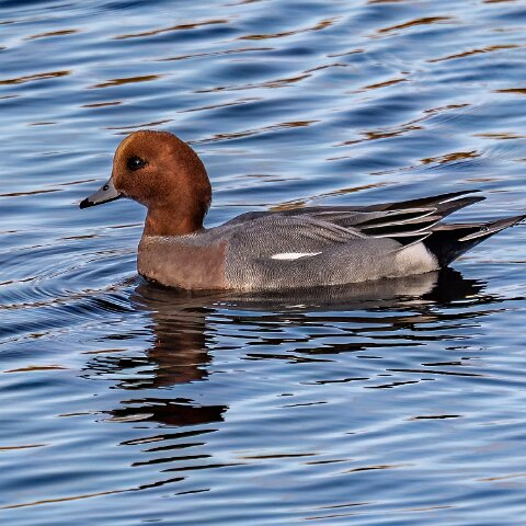 Pochard-17