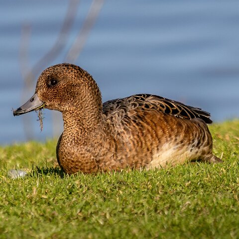 Pochard-18