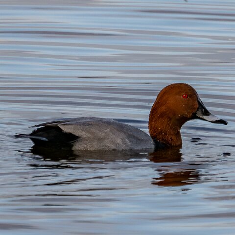 Pochard-2