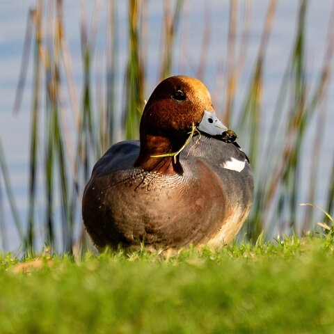 Pochard-3