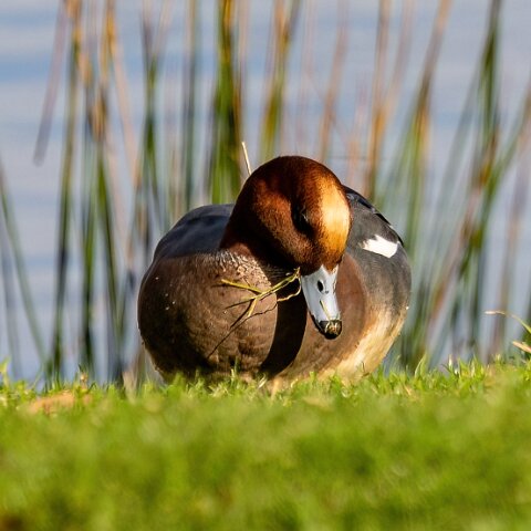 Pochard-4