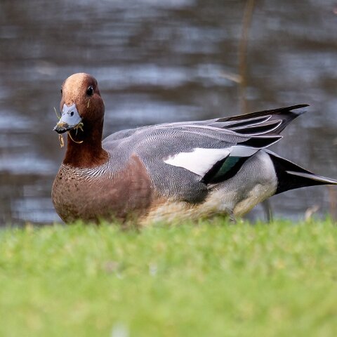 Pochard-5