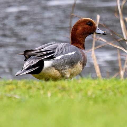 Pochard-6
