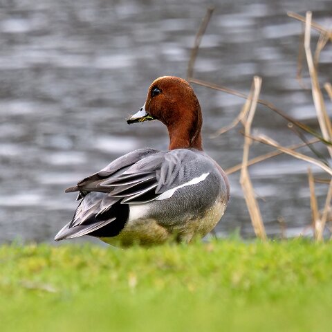 Pochard-7