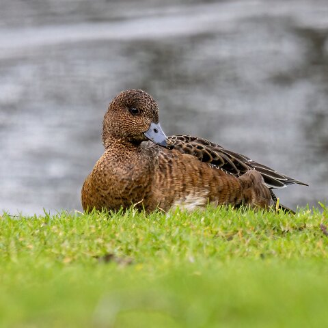 Pochard-8