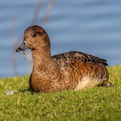 Pochard-9