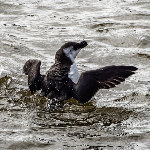 Razorbill-1